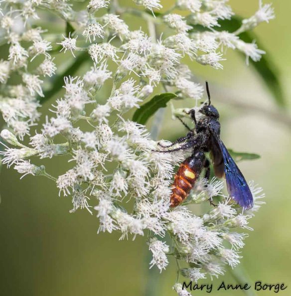 Scolia dubia on Boneset (Eupatorium species). Scolia dubia is known to prey on the larvae of Japanese Beetles.