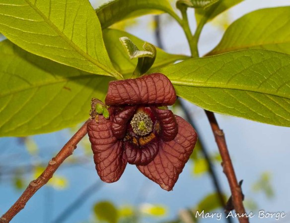 Pawpaw (Asimina triloba) flower