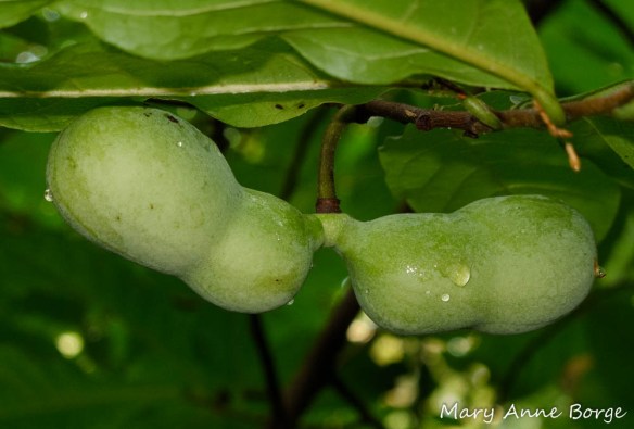 Pawpaw (Asimina triloba) fruit