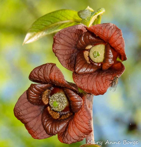 Pawpaw (Asimina triloba) flowers with a fly, a possible pollinator