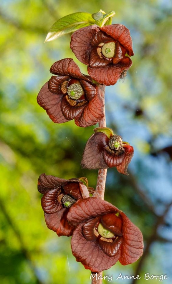 Pawpaw (Asimina triloba) flowers