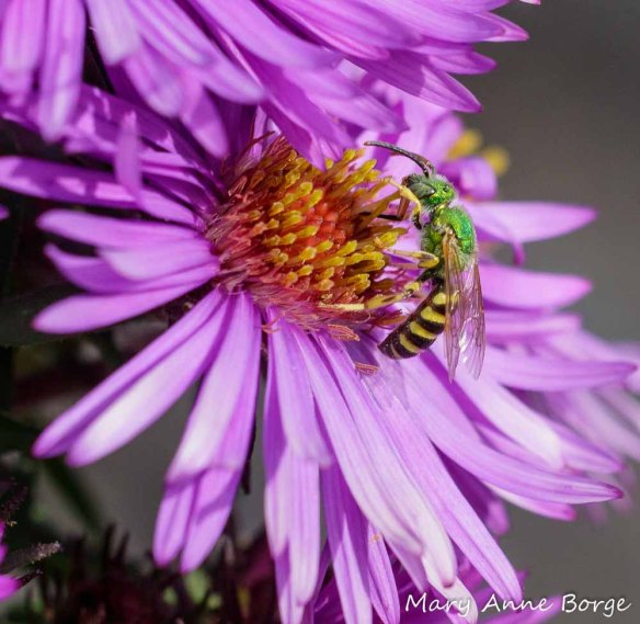 Sweat bee (Agapostemom species) feeding from New England Aster (Symphyotrichum novae-angliae)