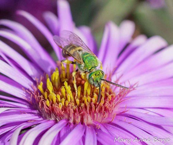 Sweat bee (Agapostemom species) feeding from New England Aster (Symphyotrichum novae-angliae)