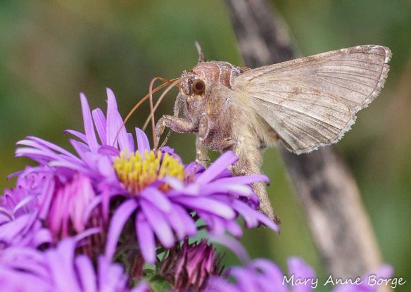 Common Looper Moth (Autographa precationis) feeding on New England Aster (Symphyotrichum novae-angliae)