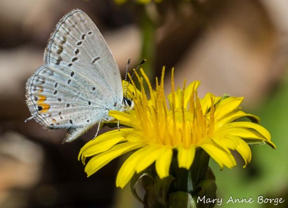 Eastern-Tailed Blue butterfly drinking nectar from dandelion