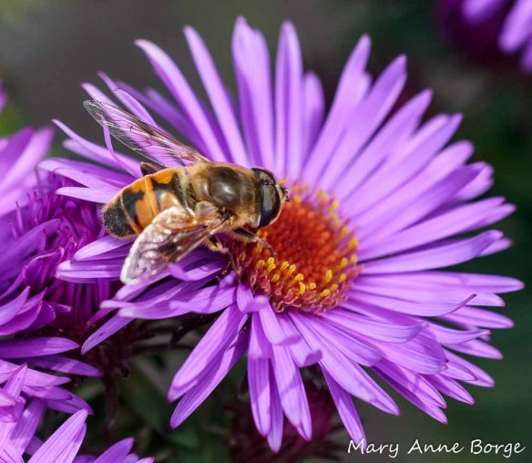 Flower fly (Eristalis arbustorum) feeding from New England Aster (Symphyotrichum novae-angliae)