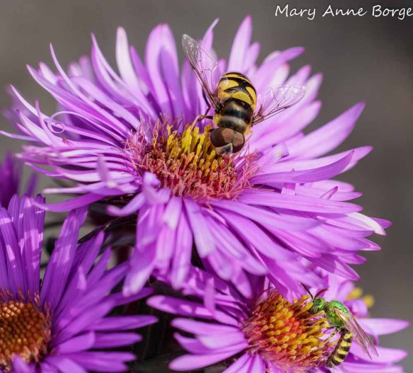 New England Asters (Symphyotrichum novae-angliae) with a flower fly (Eristalis transversa) and sweat bee (Agapostemom species)