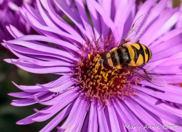 Flower fly (Eristalis transversa) feeding from New England Aster (Symphyotrichum novae-angliae)