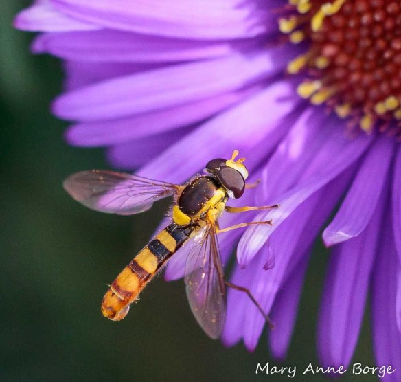Flower fly (Sphaerophoria contigua) on New England Aster (Symphyotrichum novae-angliae)