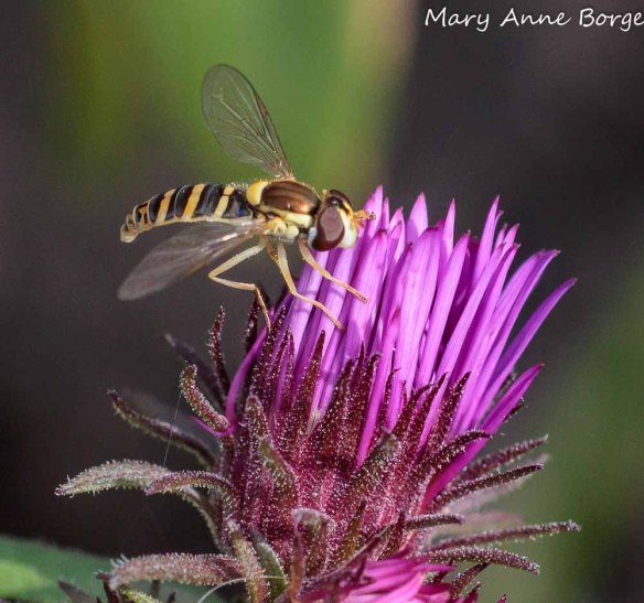 Flower fly (Sphaerophoria contigua) on New England Aster (Symphyotrichum novae-angliae)