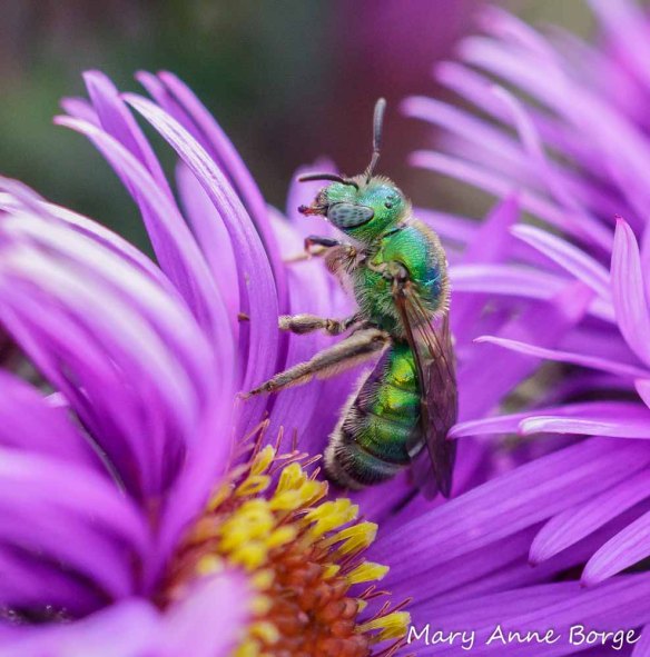 Sweat bee (Halictid family)