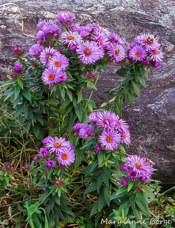 New England Asters (Symphyotrichum novae-angliae) with flower visitors. How many can you find?