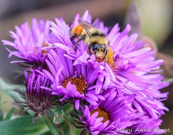 Tricolored Bumble Bee (Bombus ternarius) feeding on New England Asters (Symphyotrichum novae-angliae)