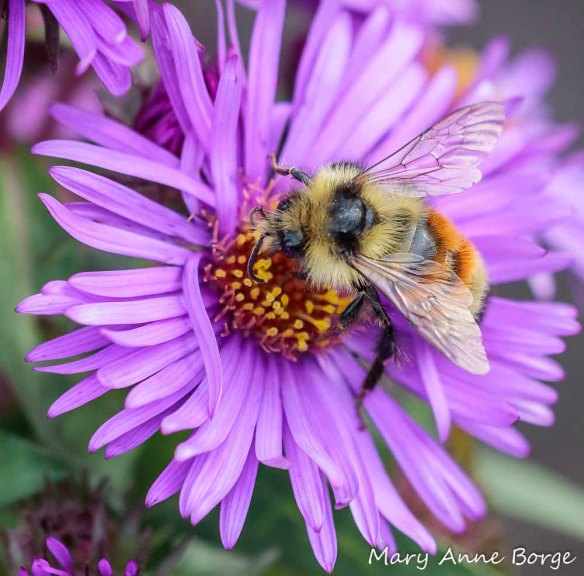 Tricolored Bumble Bee (Bombus ternarius) feeding on New England Asters (Symphyotrichum novae-angliae)