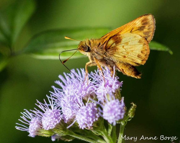 Zabulon Skipper nectaring from Mistflower (Conoclinium coelestinum)