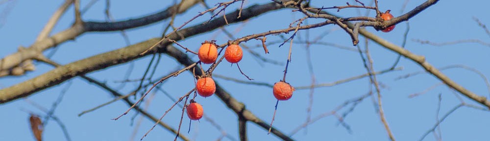 American Persimmon (Diospyros virginiana) fruit, Sourland Mountains, West Amwell, NJ