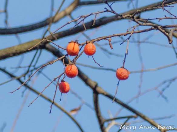 American Persimmon (Diospyros virginiana) fruit, Sourland Mountains, West Amwell, NJ