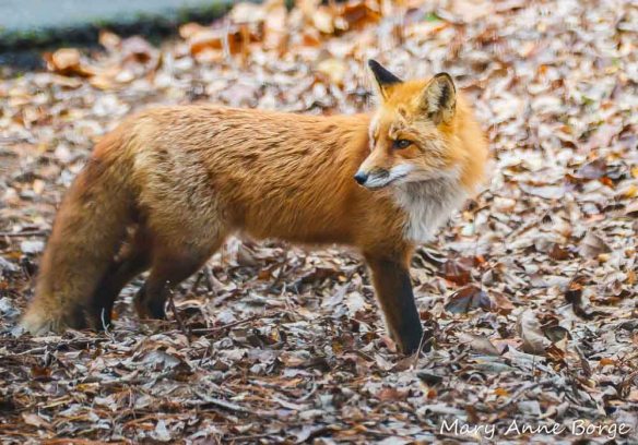 Red Fox