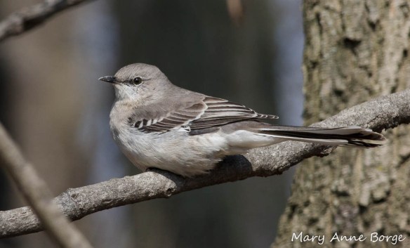 Northern Mockingbird