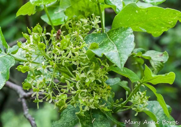 Hoptree (Ptelea trifoliata) flowers, being visited by a fly, a potential pollinator