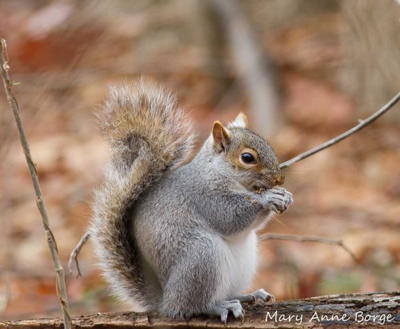 Gray Squirrel