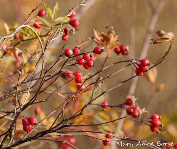 Hips of Swamp Rose (Rosa palustris). Rose hips are rich in vitamin C. The hips of some rose species are used in teas.