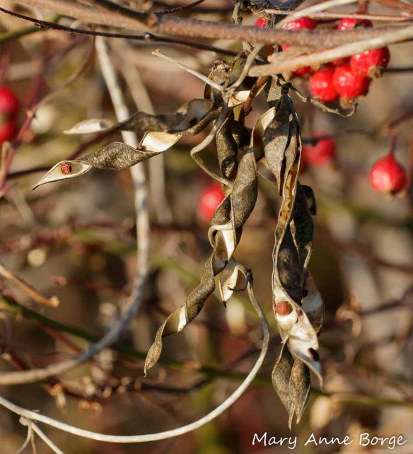 Open legumes of Groundnut (Apios americana)