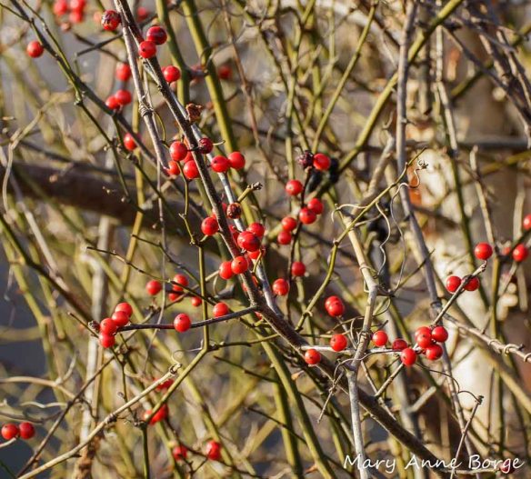 Winterberry Holly (Ilex verticillata) fruit