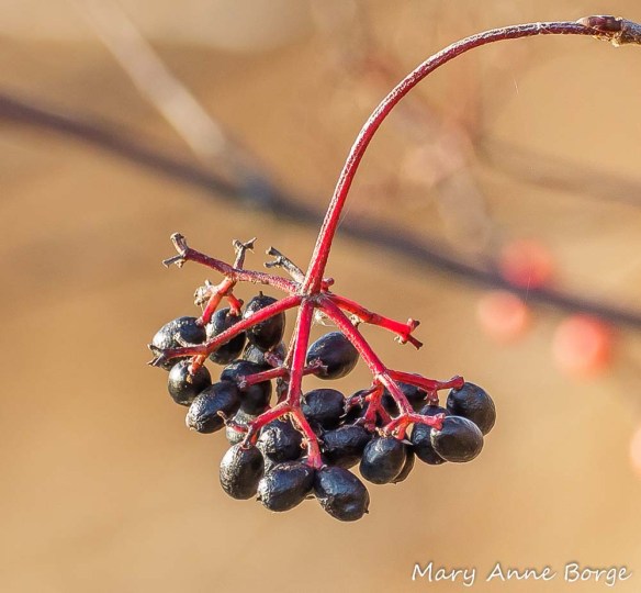 Arrowwood Viburnum (Viburnum dentatum) fruit, called drupes