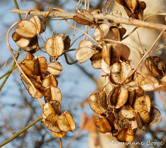 Wild Yam (Dioscorea villosa) fruit capsules