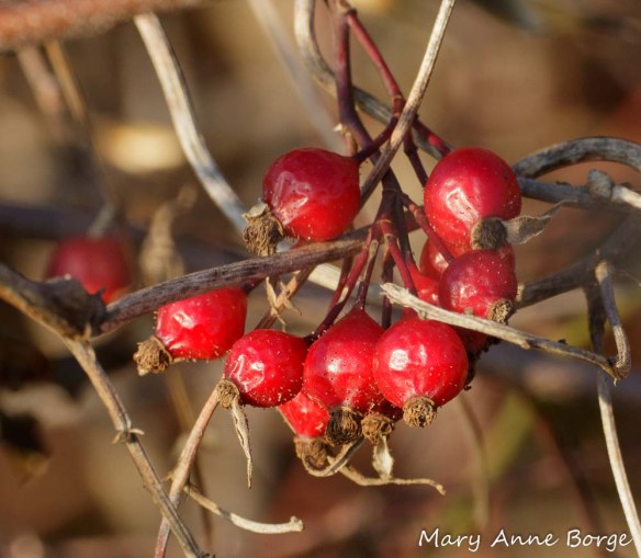 Hips of Swamp Rose (Rosa palustris). 