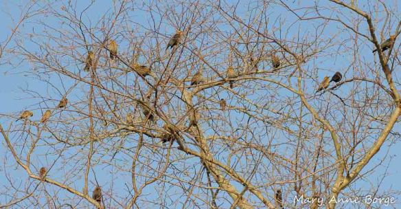 Red-winged and Rusty Blackbirds