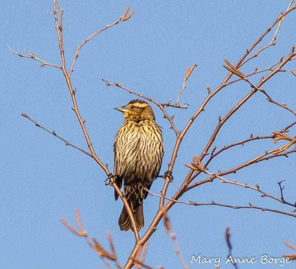 Female Red-winged Blackbird