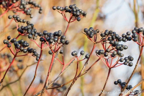 Arrowwood Viburnum (Viburnum dentatum) fruit