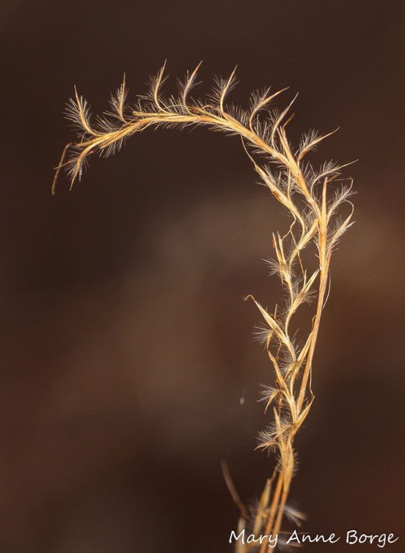 Little Bluestem (Schizachyrium scoparium) 