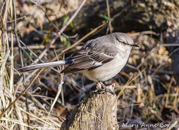 Northern Mockingbird