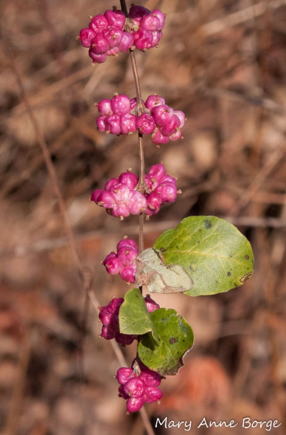 Coralberry (Symphoricarpos orbiculatus) fruit