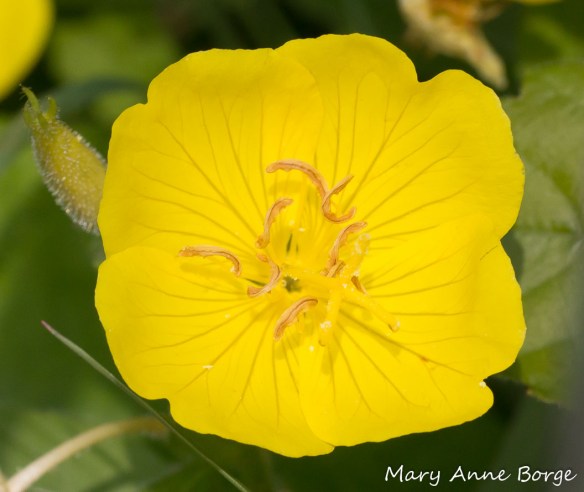 Evening Primrose in bloom