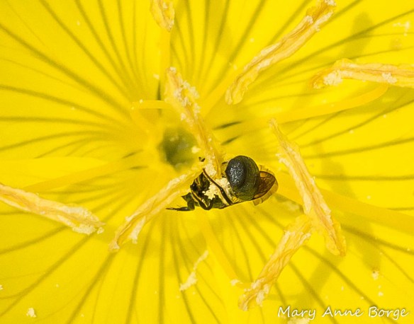 Sweat Bee, probably Lasioglossum oenotherae, harvesting pollen from Evening Primrose. These bees have evolved scopa that are efficient for handling Evening Primrose's stringy pollen.