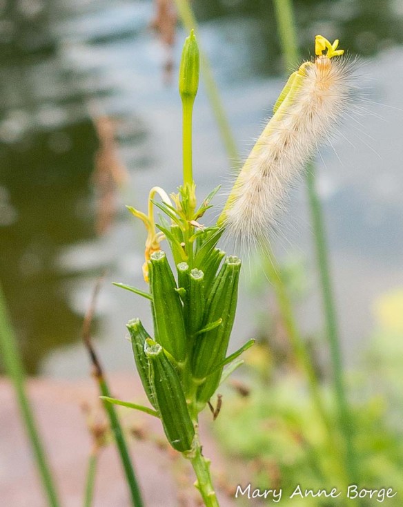 Yellow Bear (Virginian Tiger Moth) caterpillar on Evening Primrose