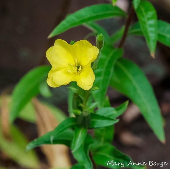 Evening Primrose (Oenothera biennis)