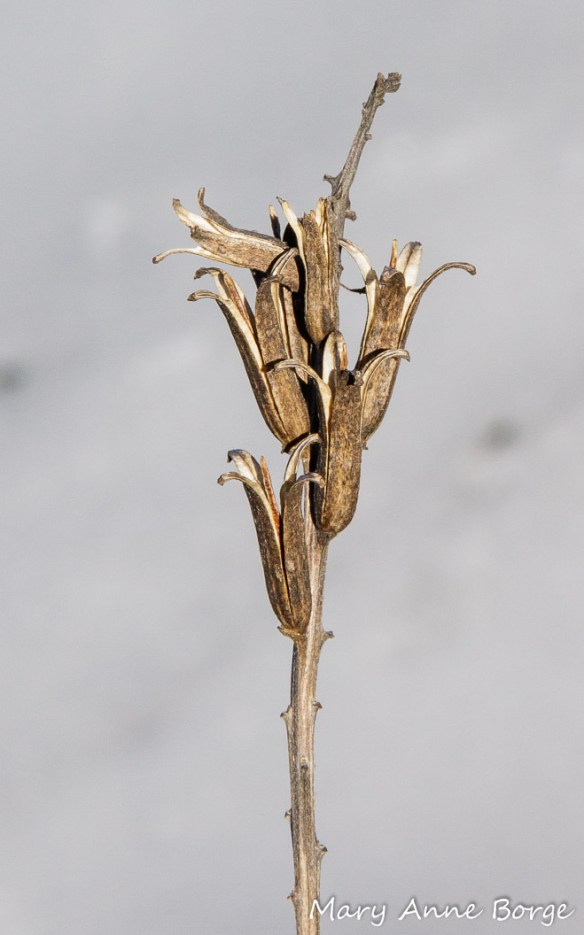 Evening Primrose fruit capsules