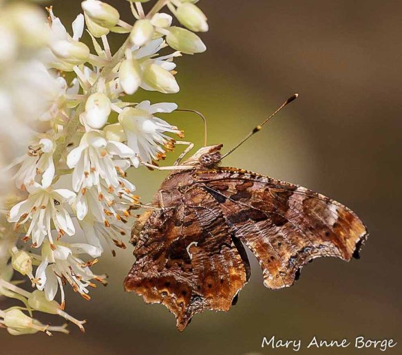Eastern Comma Butterfly
