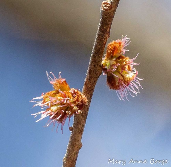 Slippery Elm (Ulmus rubra) in Bloom
