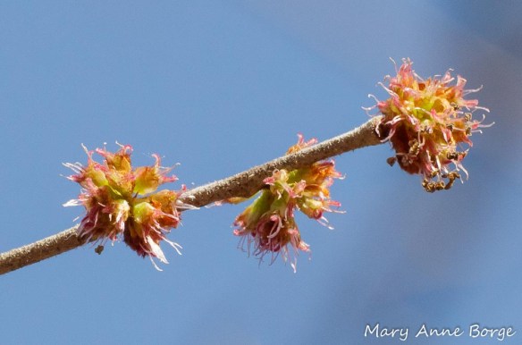 Slippery Elm (Ulmus rubra) in Bloom