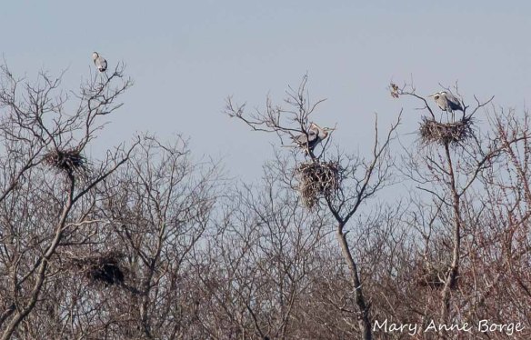 Courting Great Blue Herons at their rookery, Abbott Marshlands, Hamilton Township, New Jersey