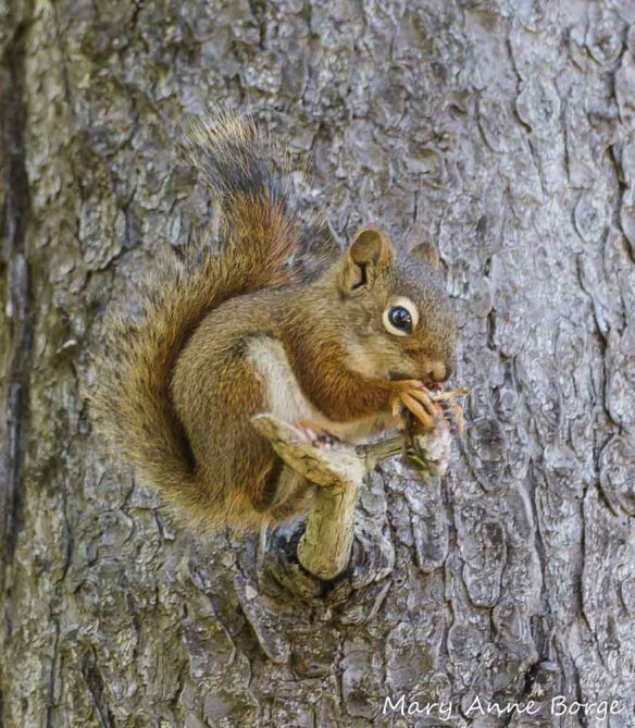 Red Squirrel - a consumer of elm seeds