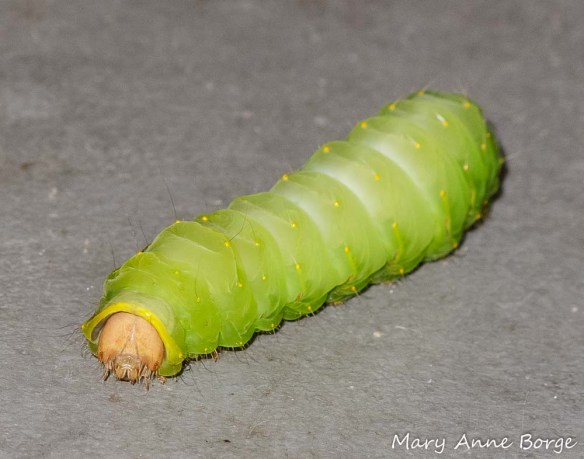 Polyphemus Moth caterpillar, looking for a place to pupate. What a plump, juicy treat for a hungry bird!