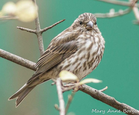 Female Purple Finch. Purple Finches are among the birds that eat elm seeds