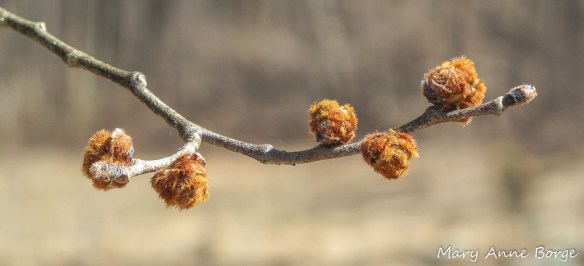 Slippery Elm (Ulmus rubra) Buds